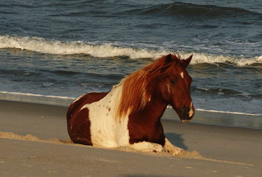 Horse in Assateaque