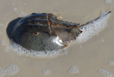 The Horseshoe Crab